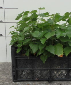 Germinarea plantelor de foioase