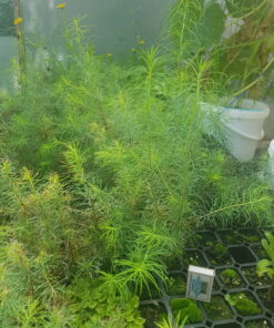 Лиственница