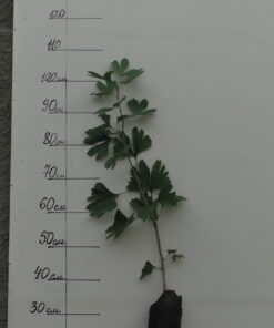 Ginkgo Biloba (bienală)