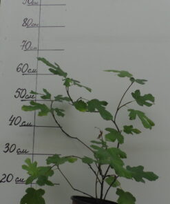 Инжир. Трехлетний.