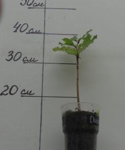 Бук. Двухлетний.