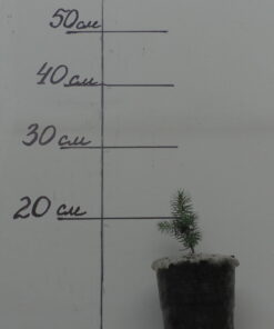 Molidul este albastru. Bienal.