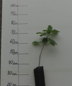 Stejar roșu. Bienal.