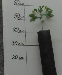 Гинкго Билоба (однолетняя)