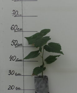 Липа (однолетняя)