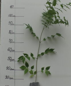 Эводия Даниэля. Однолетняя.