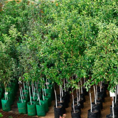 Răsadurile gata de plantare