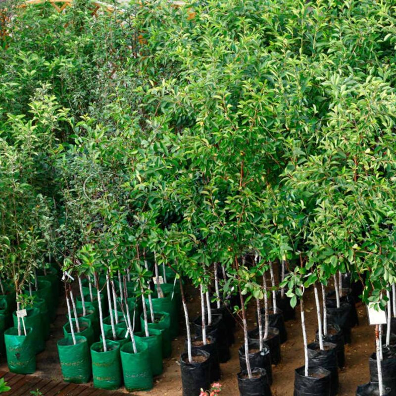 Răsadurile gata de plantare