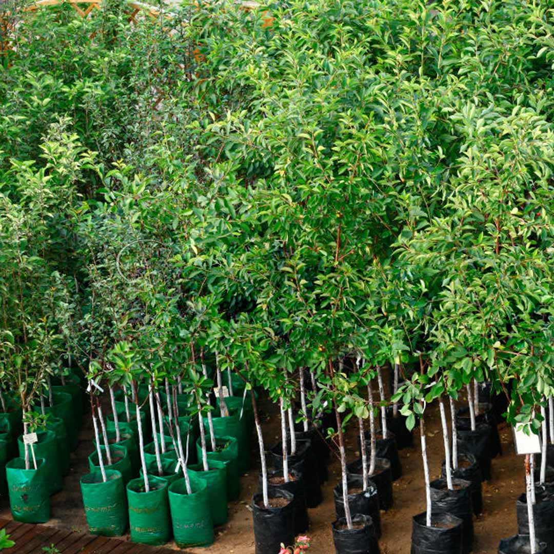 Răsadurile gata de plantare