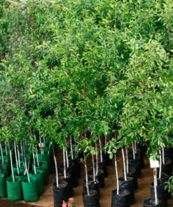 Подготовленные к посадке саженцы