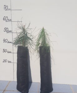 Сосна обыкновенная