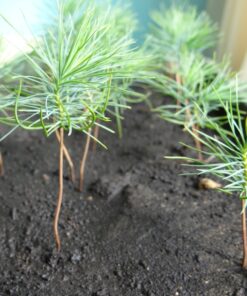 Проращивание хвойных растений