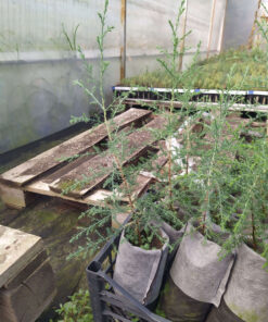 Chiparosul din Arizona (în vârstă de un an). Cantitatea este limitata (15 bucati in stoc).