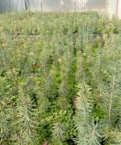 Molid (albastru) / Molid (verde-european). Bienale.