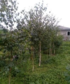 Mesteacan D(cm)/H(cm)=10-12/250-300