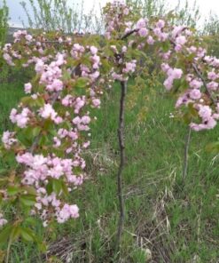 Черешня Плакучая Сакура D(cm)/H(cm)=20-25/120-140