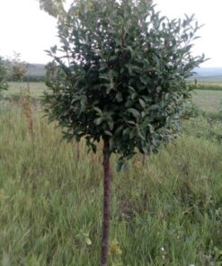 Cires forma rotunda. D(cm)/H(cm)=20-25 /120-140