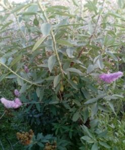 Декоративный миндаль D(cm)/H(cm)=14-16/140-200