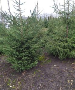 Ель Обыкновенная H(cm)=350-400