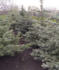 Brad Argintiu H(cm)=70-100