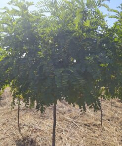 Акация шаровидная. D(cm)/H(cm)=20-25/150-200