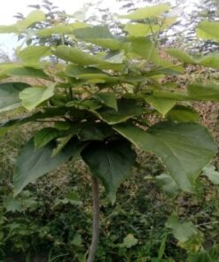 Catalpa bignonioide D(cm)/H(cm)=10-12/150-200