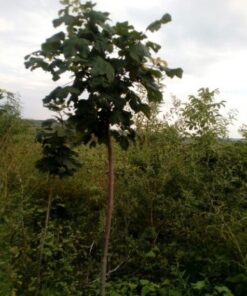 Клён белый D(cm)/H(cm)=12-14 /300-350