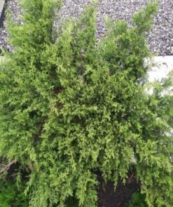 Ienupar Orizontal H(cm)=100-120