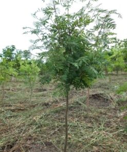 Рябина красная D(cm)/H(cm)=12-14 /300-350