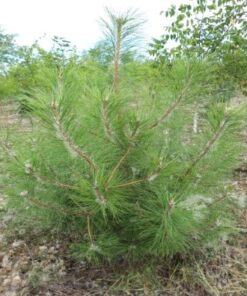 Pin negru H(cm)=100-125