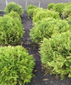 Туя Шаровидная H(cm)=70-100