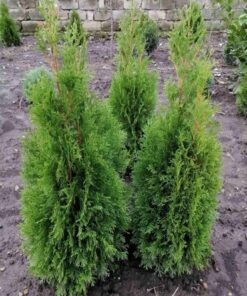 Туя Смарагд H(cm)=100-120