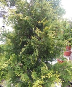 Thuia argintie H(cm)=150-200